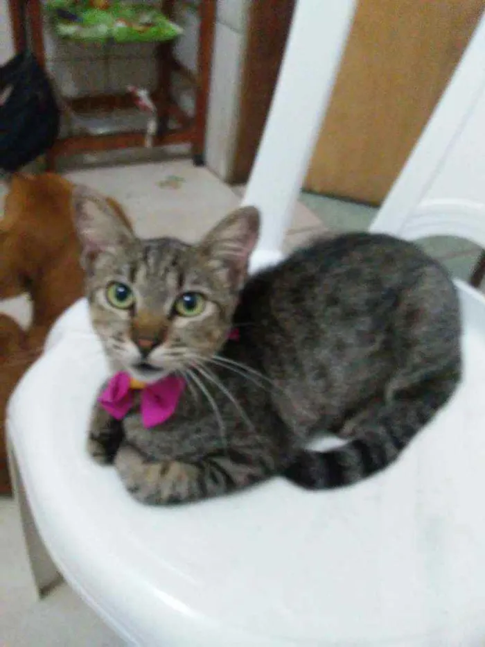 Gato ra a Comum tigresa idade 2 a 6 meses nome Tigresa