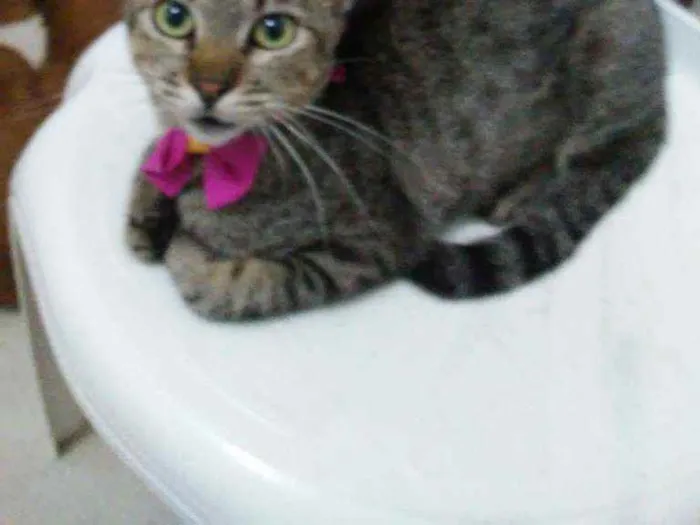 Gato ra a Comum tigresa idade 2 a 6 meses nome Tigresa