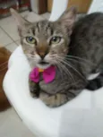 Tigresa