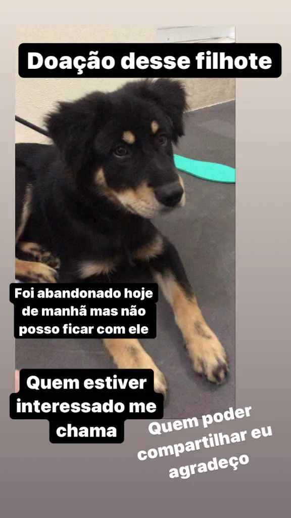 Cachorro ra a Vira lata idade 7 a 11 meses nome Não sei 