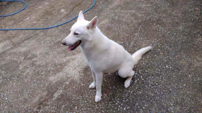 Cachorro ra a Pastor Branco idade 4 anos nome Fantasma