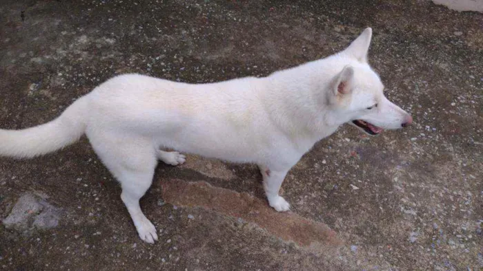 Cachorro ra a Pastor Branco idade 4 anos nome Fantasma