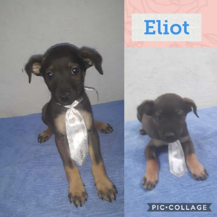 Cachorro raça SRD-ViraLata idade 2 a 6 meses nome ELIOT