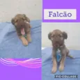 Cachorro raça SRD-ViraLata idade 2 a 6 meses nome FALCÃO