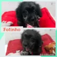Cachorro raça POODLE/LHASA idade 2 a 6 meses nome FOFINHO