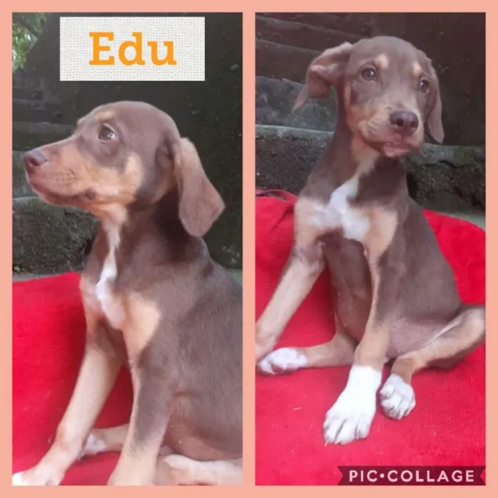 Cachorro raça SRD-ViraLata idade 2 a 6 meses nome EDU