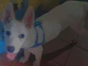 Cachorro raça Não definida idade 7 a 11 meses nome Valentino