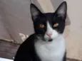 Samba 