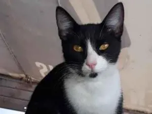 Gato raça SRD idade 7 a 11 meses nome Samba 