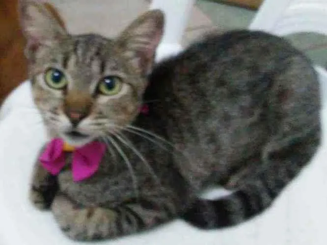Gato ra a Comum tigresa idade 2 a 6 meses nome Tigresa