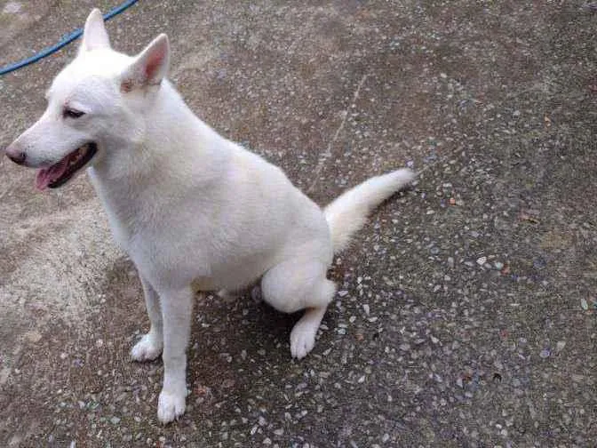 Cachorro ra a Pastor Branco idade 4 anos nome Fantasma