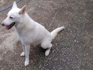 Cachorro raça Pastor Branco idade 4 anos nome Fantasma