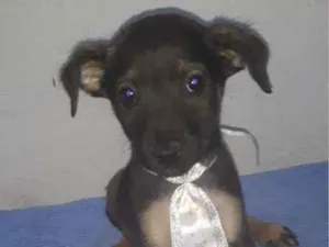 Cachorro raça SRD-ViraLata idade 2 a 6 meses nome ELIOT