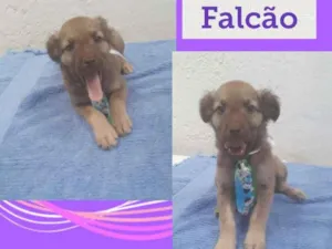 Cachorro raça SRD-ViraLata idade 2 a 6 meses nome FALCÃO