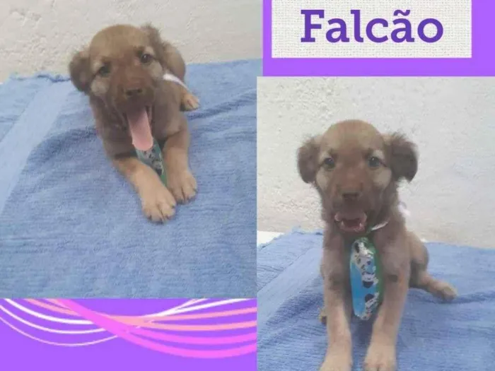 Cachorro raça SRD-ViraLata idade 2 a 6 meses nome FALCÃO