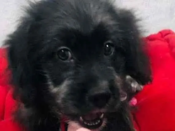 Cachorro raça POODLE/LHASA idade 2 a 6 meses nome FOFINHO