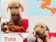 TOTÓ