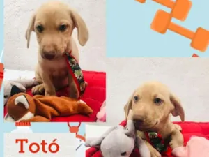 Cachorro raça SRD-ViraLata idade 2 a 6 meses nome TOTÓ