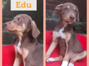 Cachorro raça SRD-ViraLata idade 2 a 6 meses nome EDU