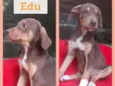 Cachorro raça SRD-ViraLata idade 2 a 6 meses nome EDU