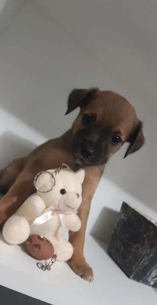 Cachorro ra a Vira-lata  idade Abaixo de 2 meses nome Ainda não tem