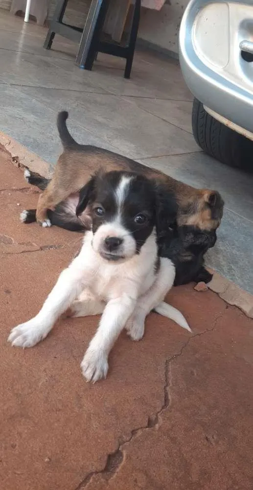 Cachorro ra a Vira-lata  idade Abaixo de 2 meses nome Ainda não tem