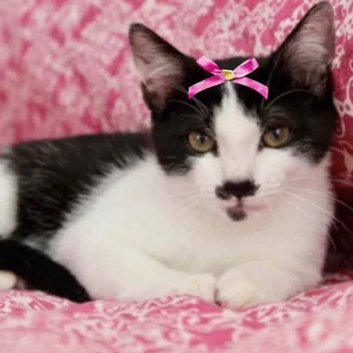 Gato ra a Mestiça  idade 2 a 6 meses nome Pipoca 