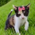 Minnie 