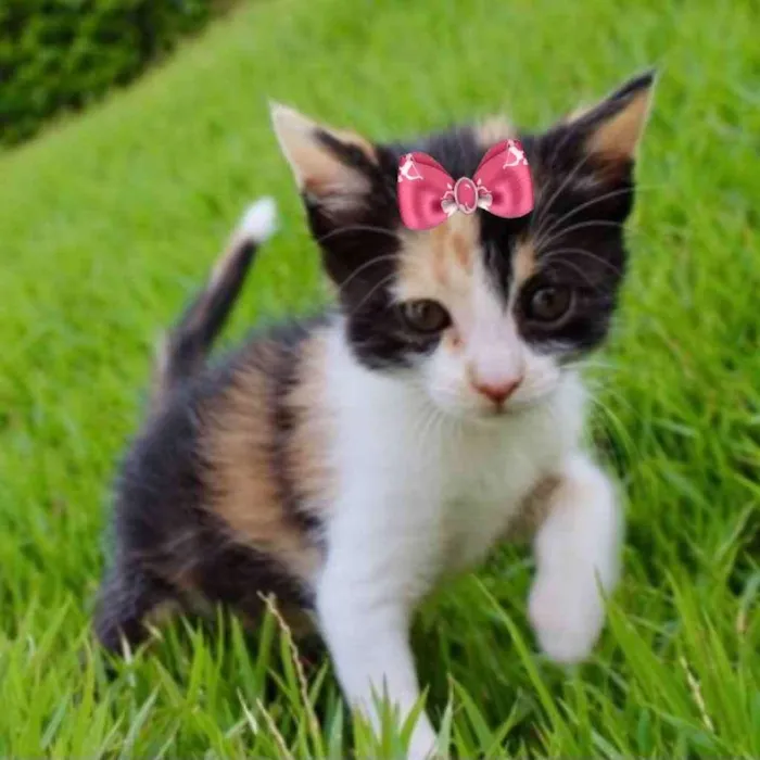 Gato ra a Mestiça  idade Abaixo de 2 meses nome Minnie 