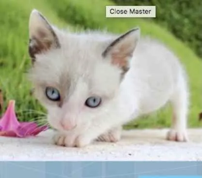 Gato ra a Mestiço  idade Abaixo de 2 meses nome Jerry 