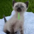 Tom 