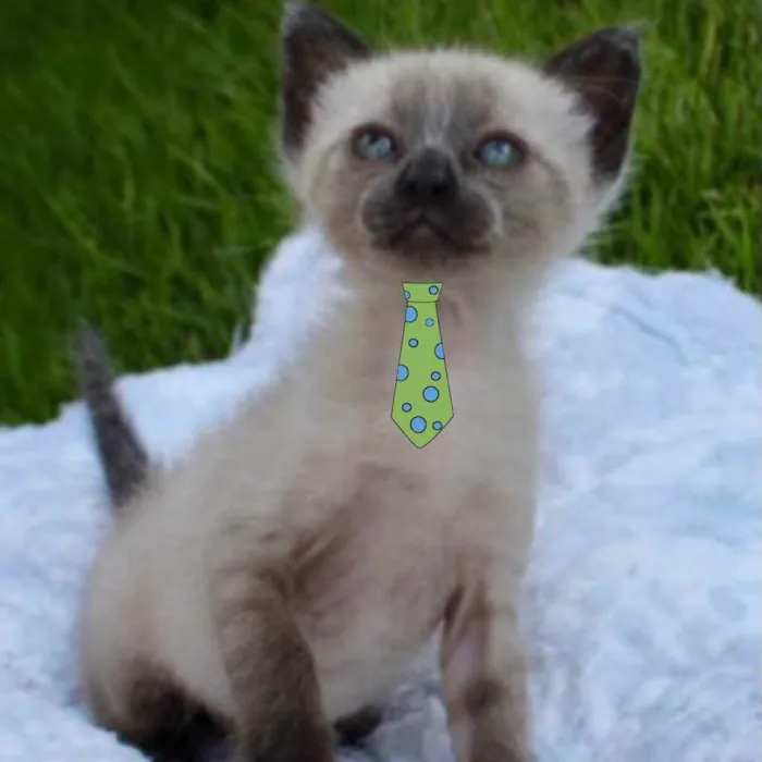 Gato ra a Mestiço  idade Abaixo de 2 meses nome Tom 