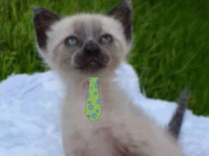 Gato raça Mestiço  idade Abaixo de 2 meses nome Tom 