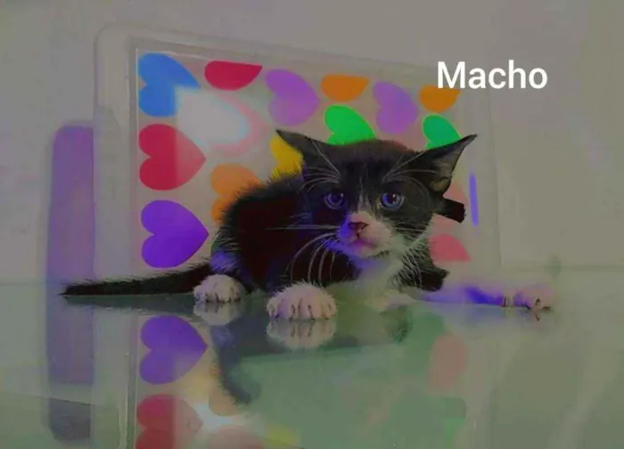 Gato ra a Sem raça  idade Abaixo de 2 meses nome Sem nomes