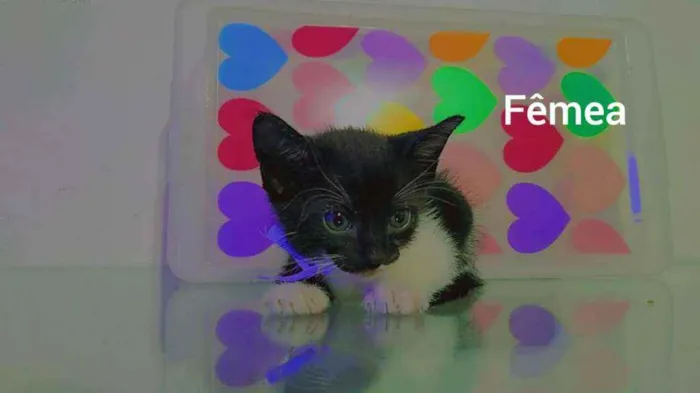 Gato ra a Sem raça  idade Abaixo de 2 meses nome Sem nomes