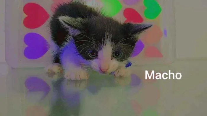 Gato ra a Sem raça  idade Abaixo de 2 meses nome Sem nomes