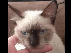 Gato raça Siamês  idade 2 a 6 meses nome Snow