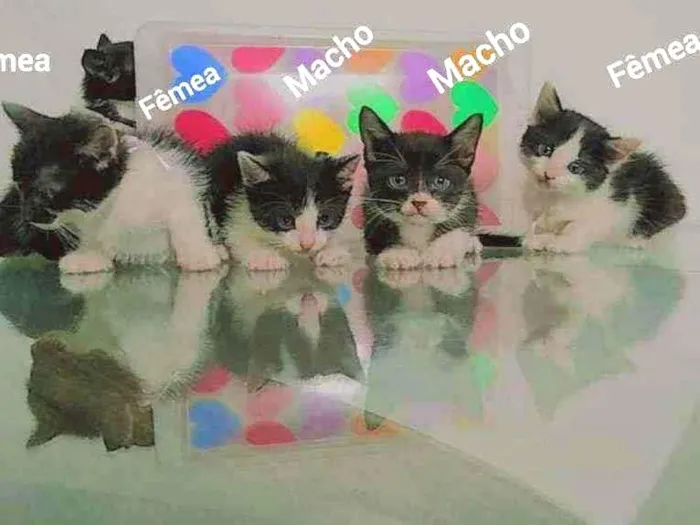 Gato ra a Sem raça  idade Abaixo de 2 meses nome Sem nomes