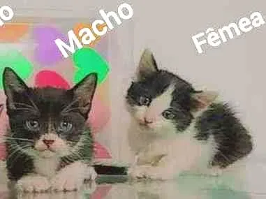 Gato ra a Sem raça  idade Abaixo de 2 meses nome Sem nomes