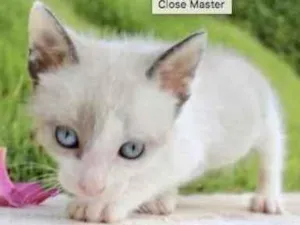 Gato raça Mestiço  idade Abaixo de 2 meses nome Jerry 