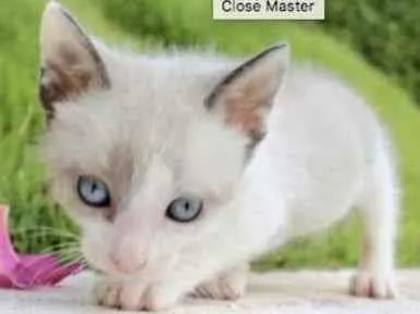 Gato ra a Mestiço  idade Abaixo de 2 meses nome Jerry 