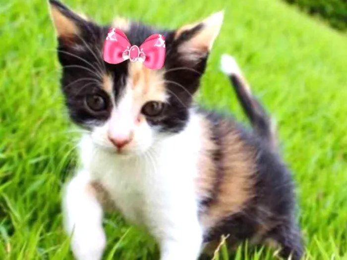 Gato ra a Mestiça  idade Abaixo de 2 meses nome Minnie 