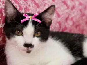 Gato raça Mestiça  idade 2 a 6 meses nome Pipoca 