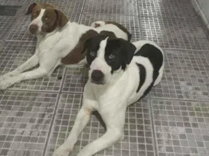 Cachorro raça Viralata idade 3 anos nome Meggy