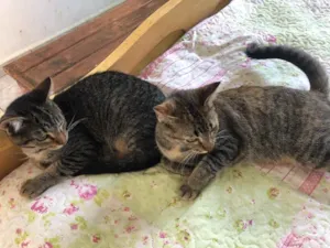 Gato raça Srd idade 1 ano nome Charlotte e Babi