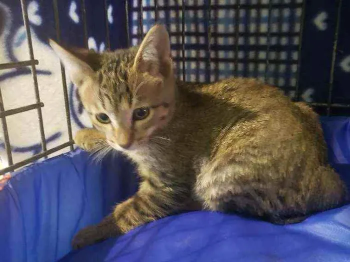 Gato raça Srd idade 2 a 6 meses nome Léo