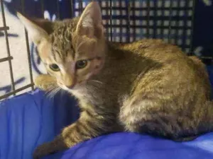 Gato raça Srd idade 2 a 6 meses nome Léo