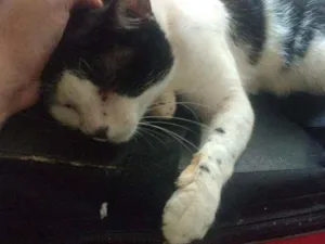 Gato raça Srd idade 2 anos nome Bisteca
