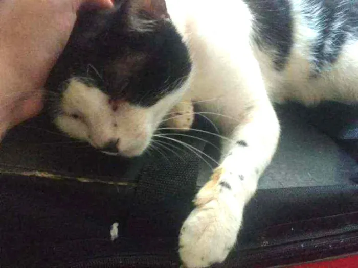 Gato ra a Srd idade 2 anos nome Bisteca