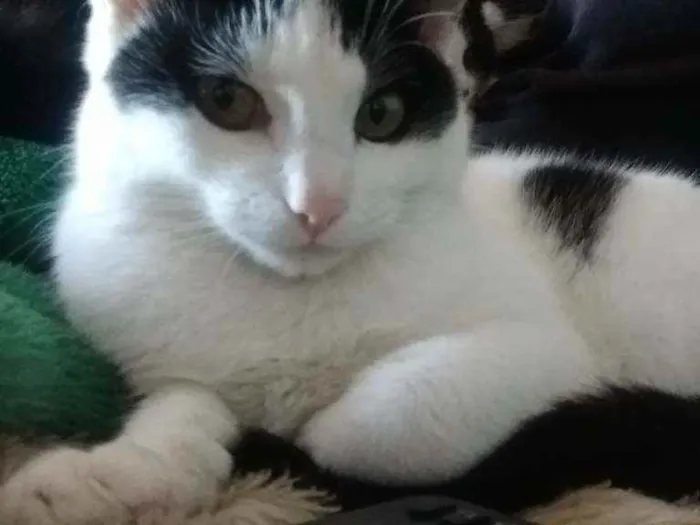 Gato ra a Srd idade 1 ano nome Billy
